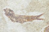 Multiple () Small Knightia Fossil Fish - Wyoming #77133-3